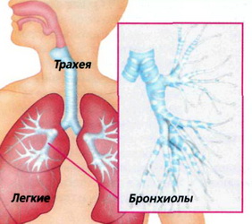 Что вызывает приступы астмы?